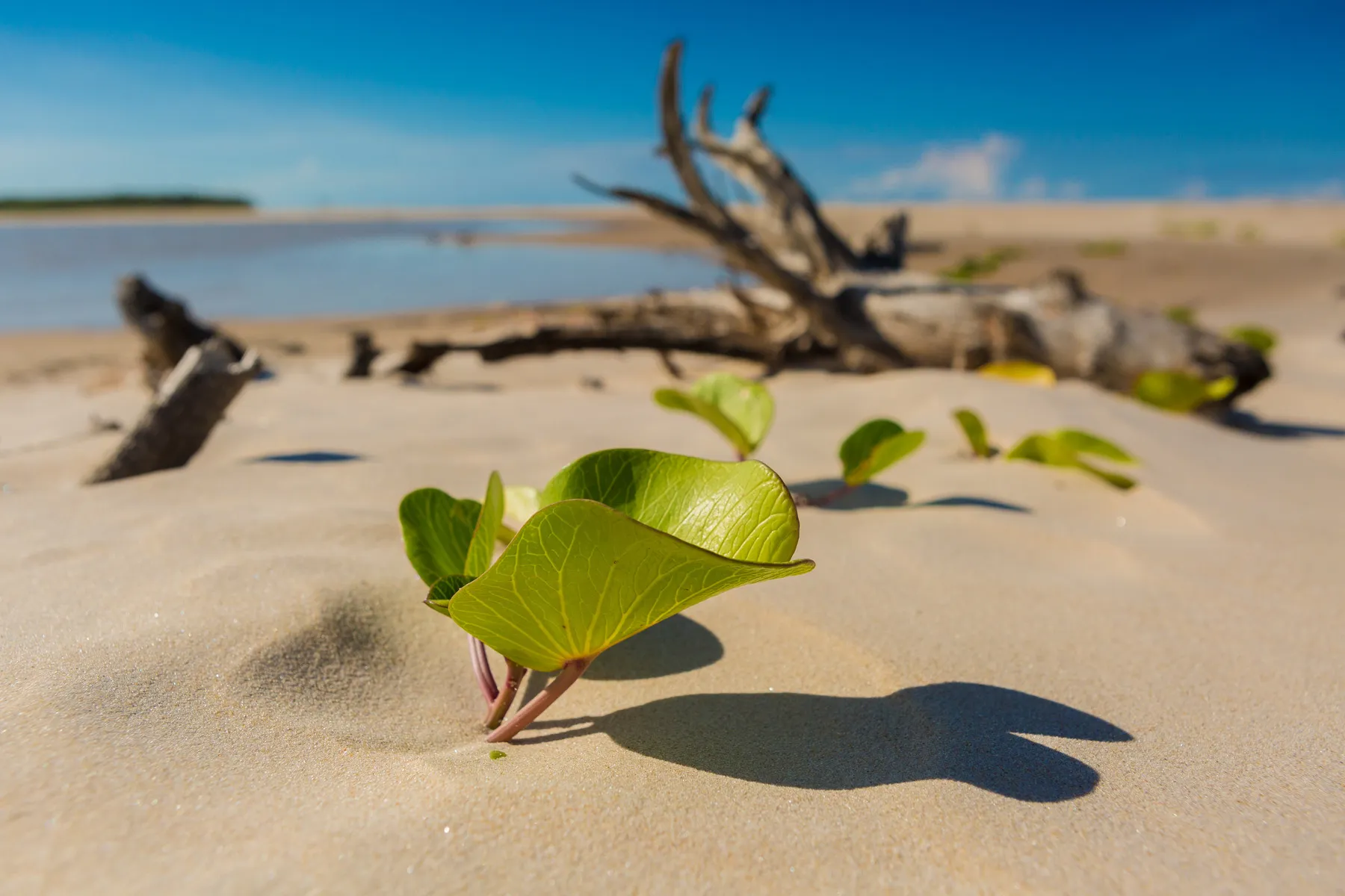 Vegetação nativa brotando na areia em área costeira do sul da Bahia, com vista para o mar