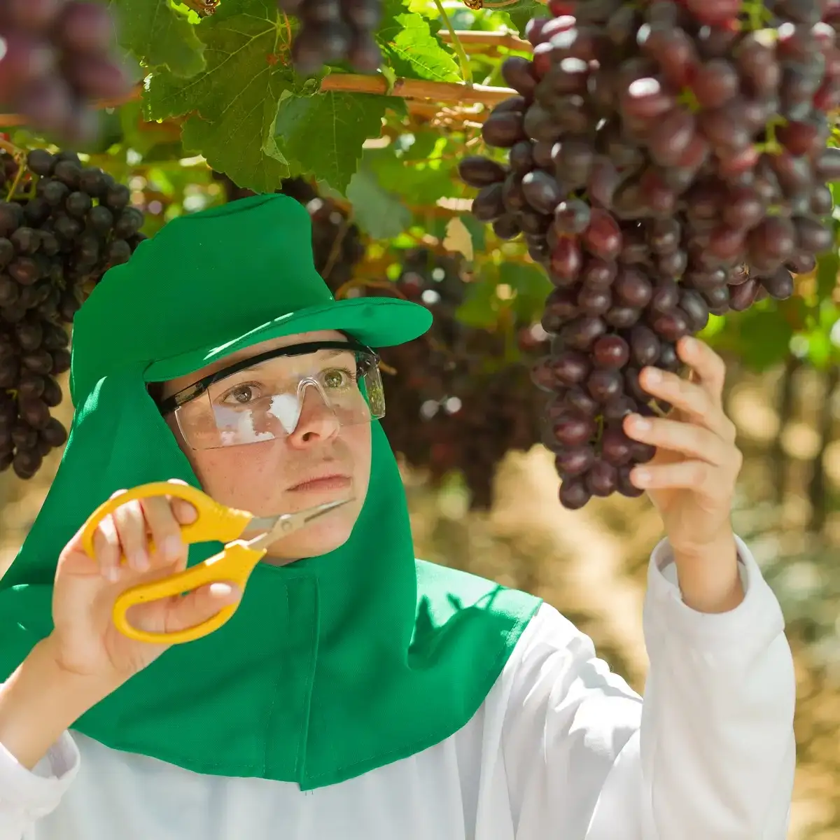 Agronegócio e cadeia produtiva