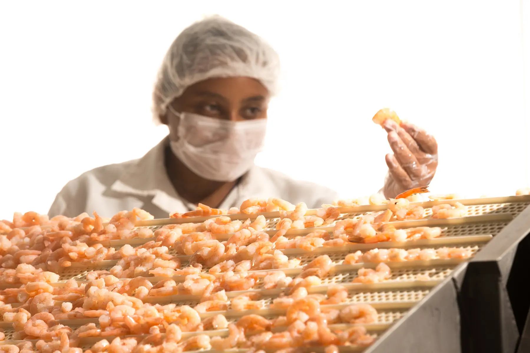 Funcionário inspecionando camarões em esteira industrial