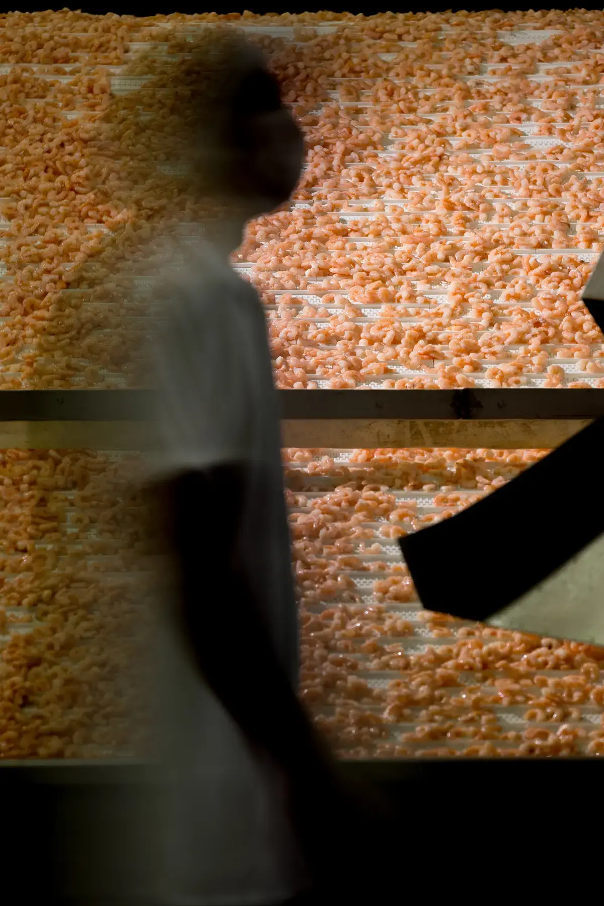 Bandejas com camarões em processo de secagem industrial