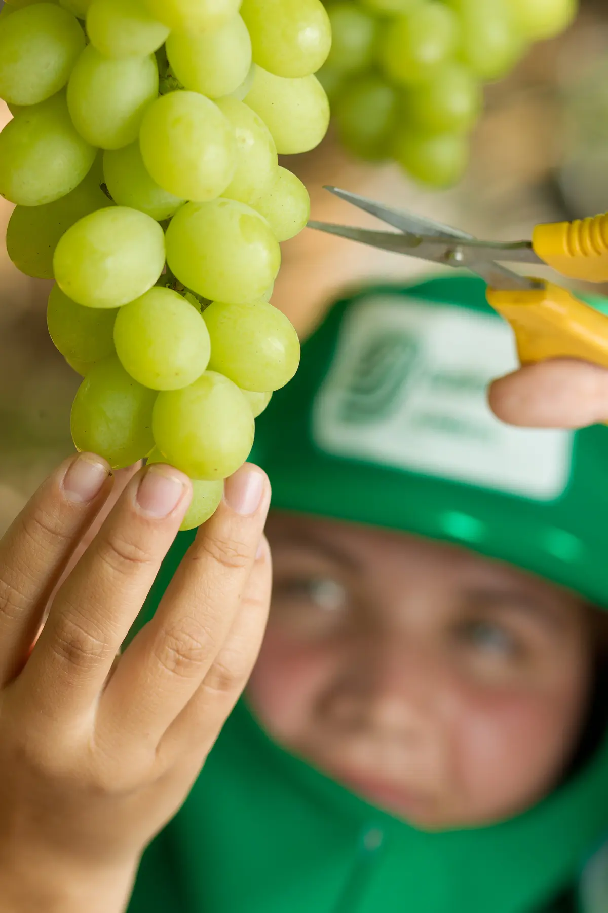 Mãos cortando cacho de uvas verdes com tesoura.