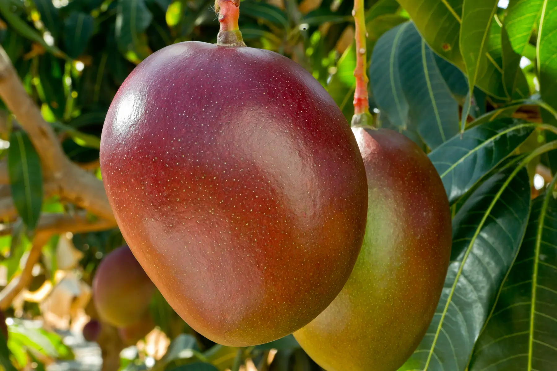 Mangas maduras penduradas em árvore com folhas verdes