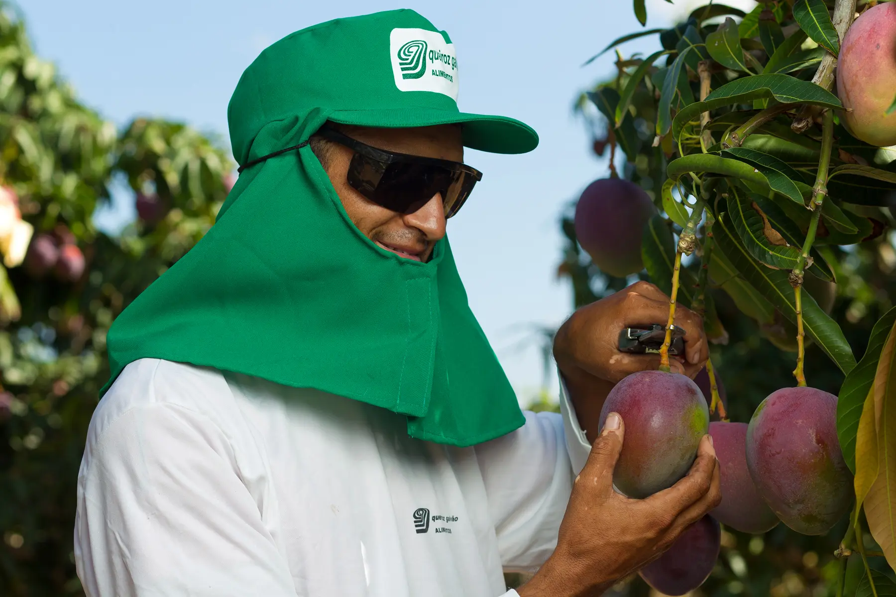 Trabalhador colhendo manga madura com ferramenta de corte