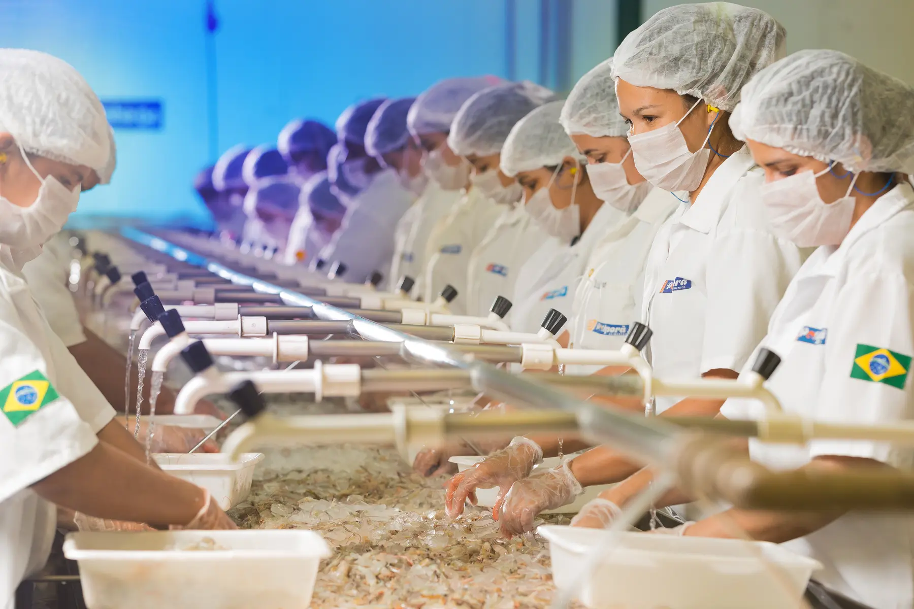 Funcionários com uniforme branco limpando camarões em estação industrial no Brasil