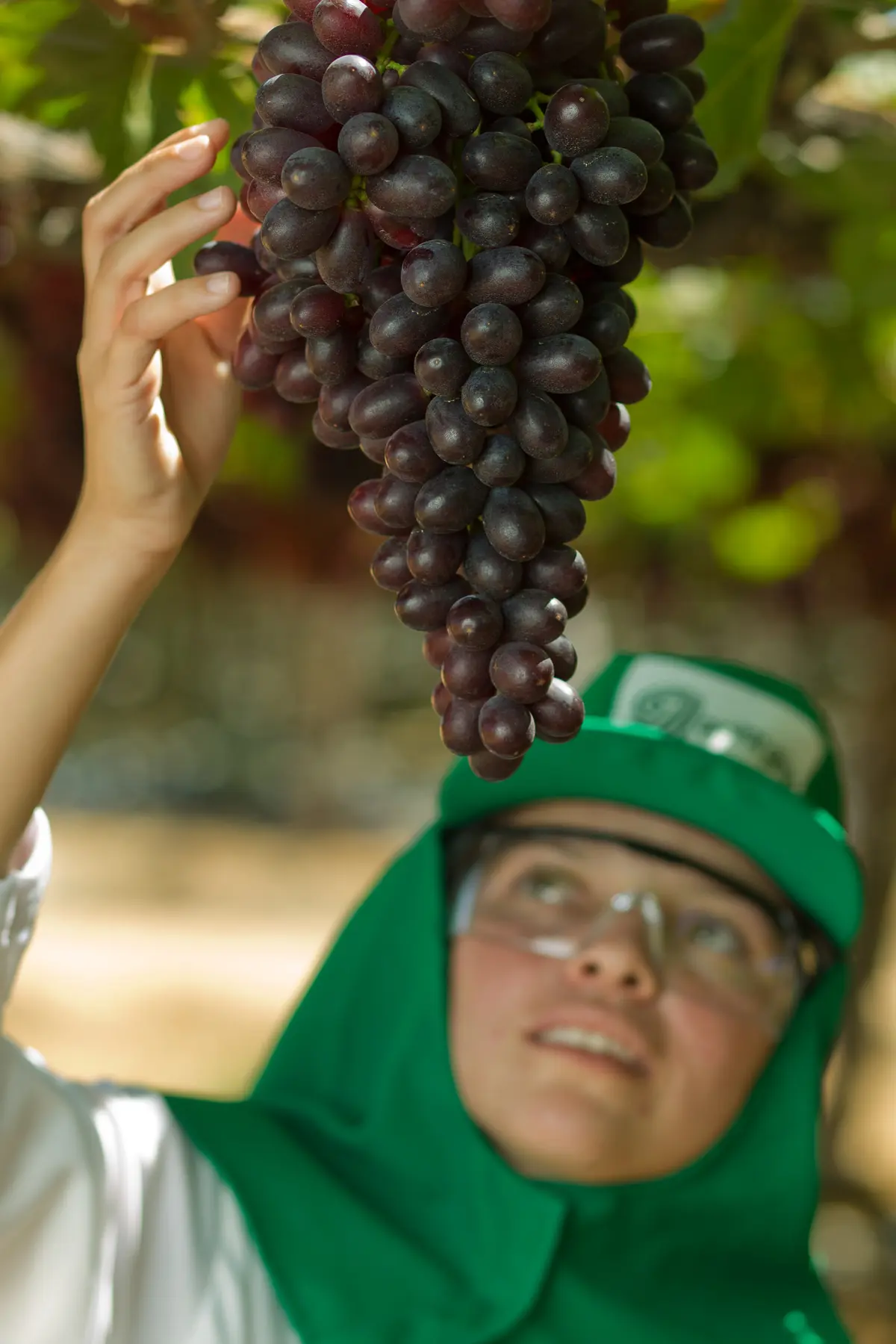 Trabalhador inspecionando cacho de uvas roxas em videira