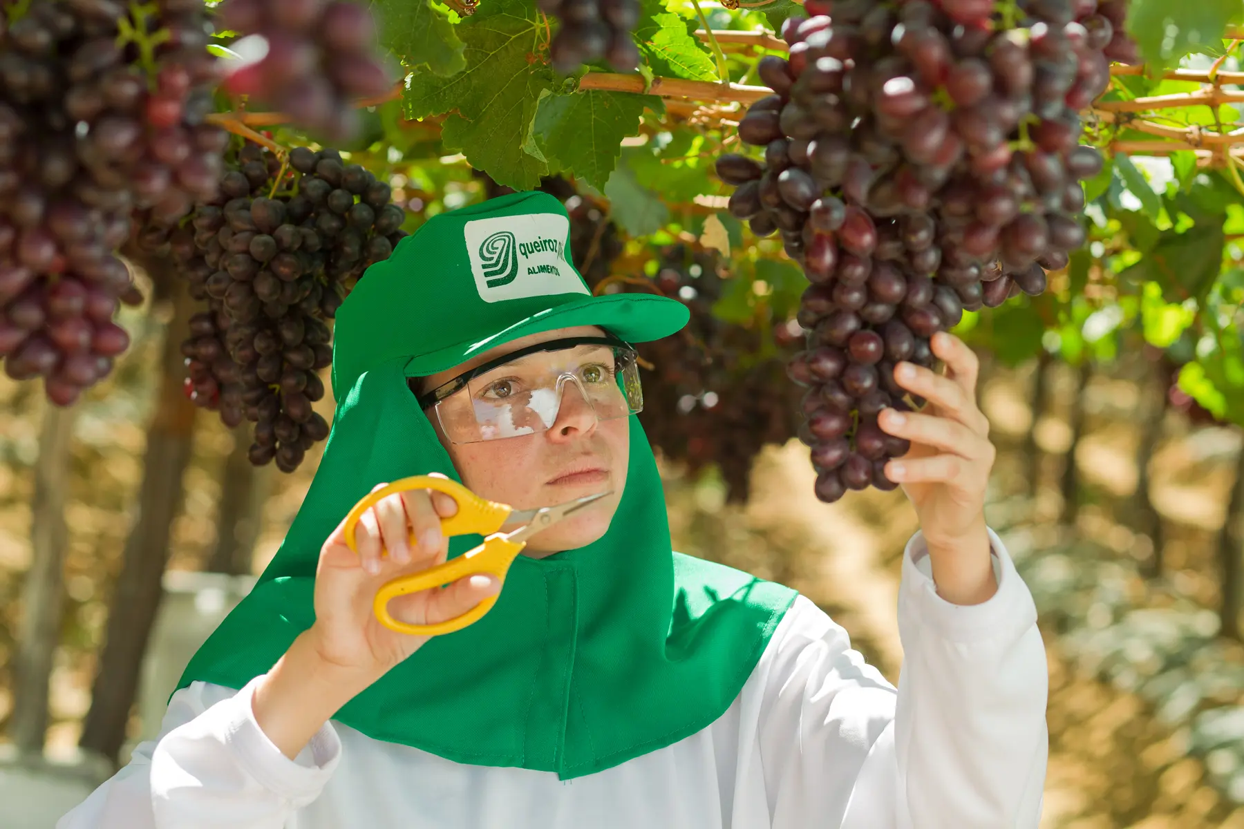 Trabalhador colhendo uvas roxas com tesoura em vinhedo da Queiroz Galvão Alimentos