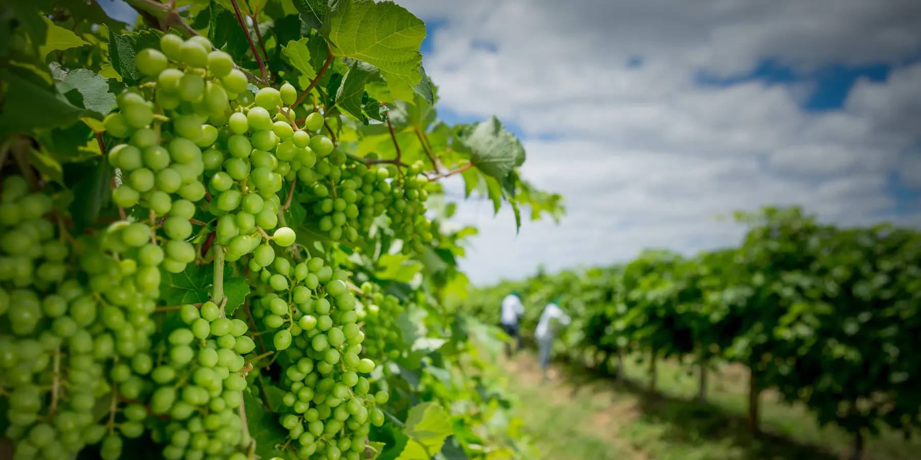Videira com uvas verdes e trabalhadores ao fundo em vinhedo