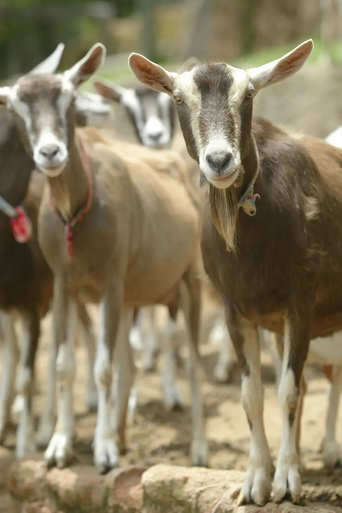 Cabra com coleira colorida em primeiro plano em fazenda com outras ao fundo