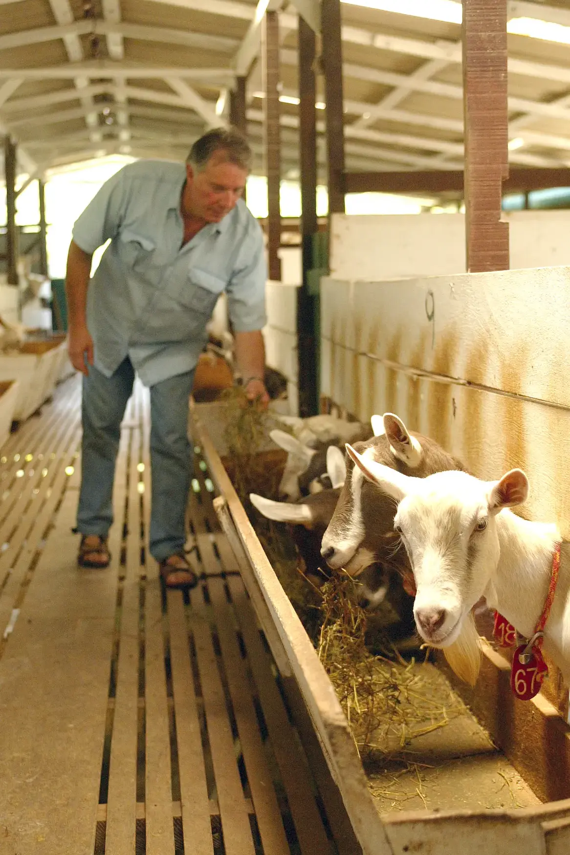 Homem alimentando cabras com feno em estábulo com piso de madeira
