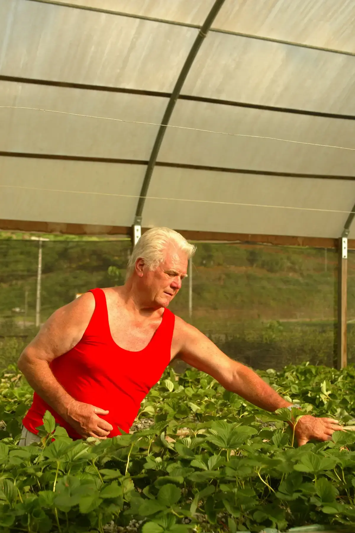 Idoso colhendo plantas verdes em estufa com estrutura curva e fundo natural