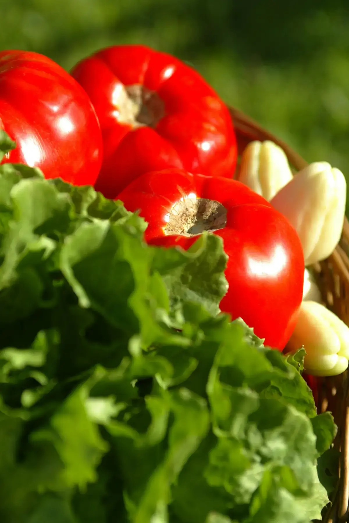 Tomates vermelhos, alface verde e pimentas claras em cesta iluminada pelo sol