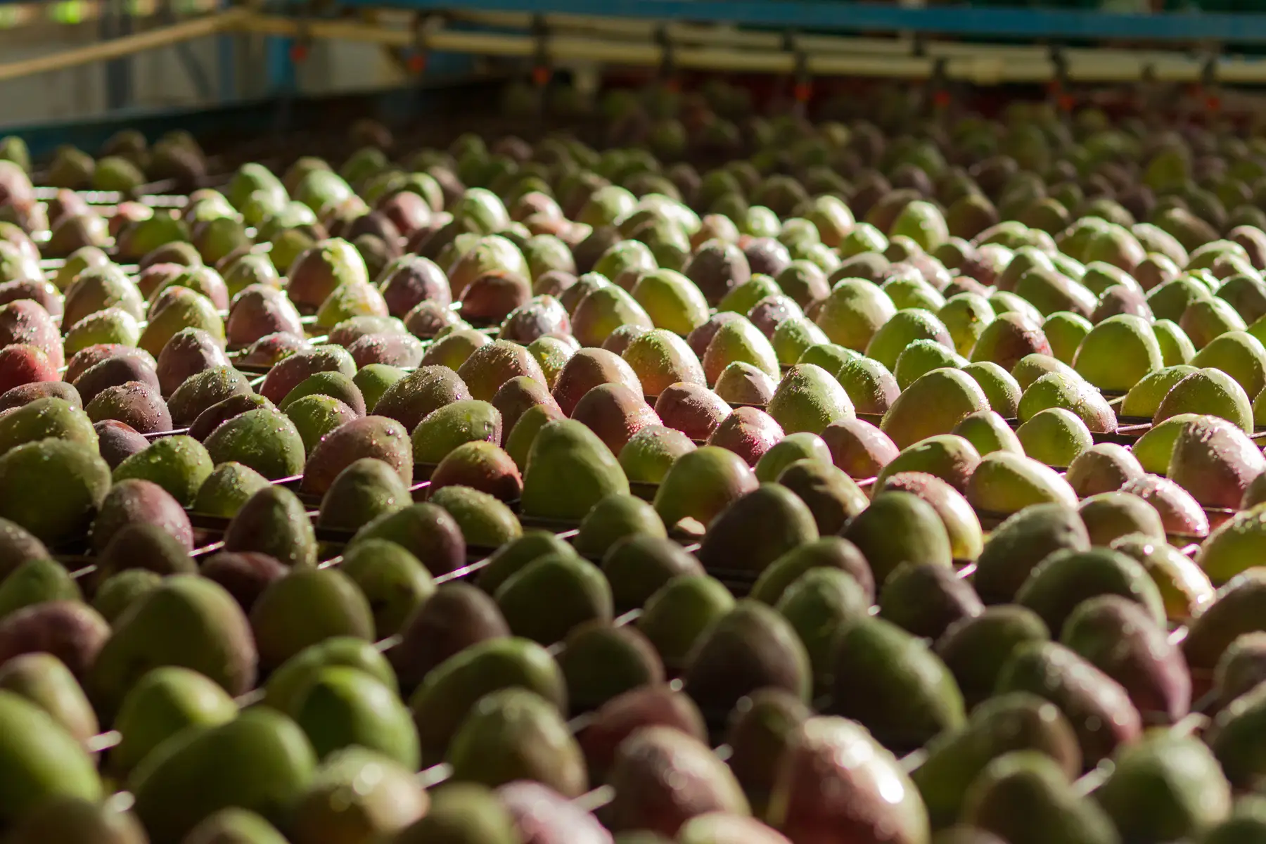 Mangas verdes e vermelhas em esteira de processamento com máquinas ao fundo