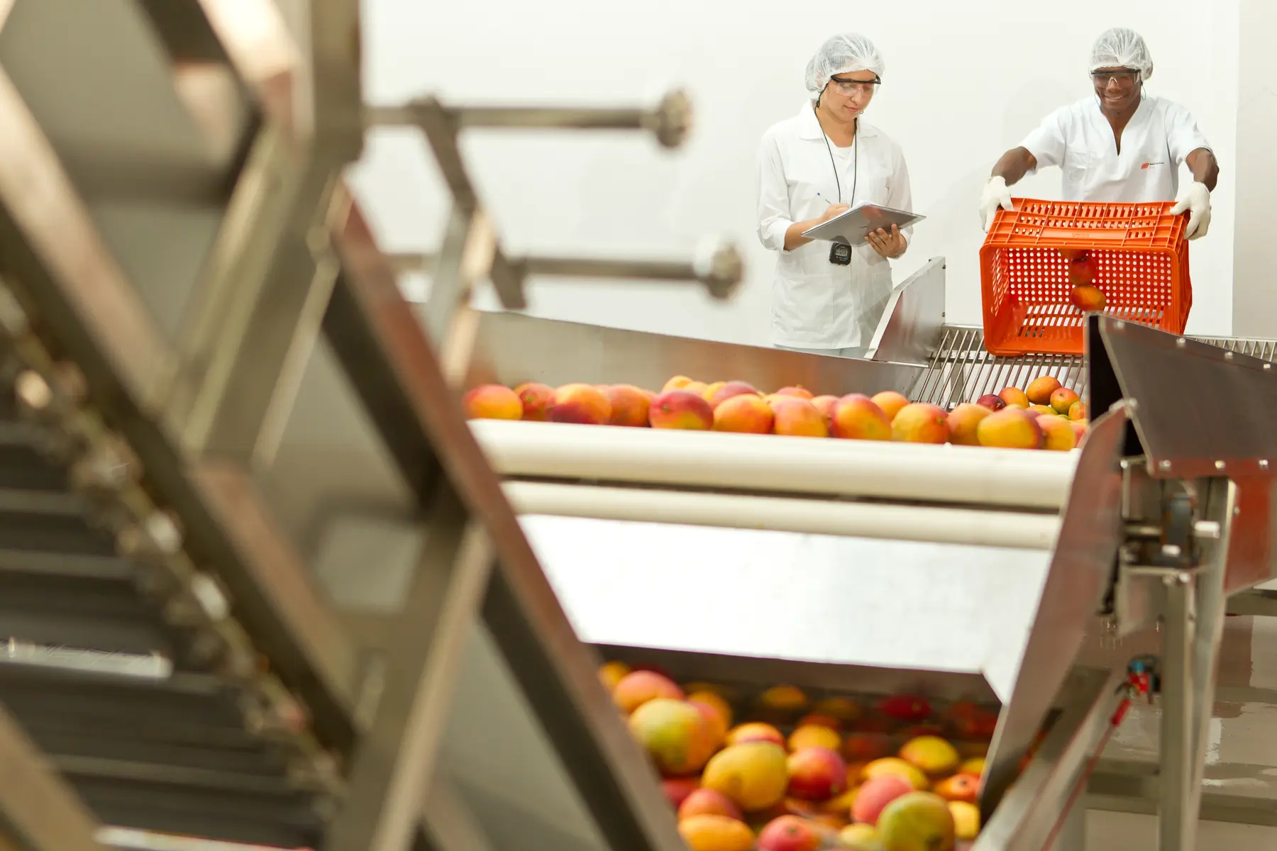 Funcionários inspecionando mangas em esteira de triagem com prancheta e jaleco branco