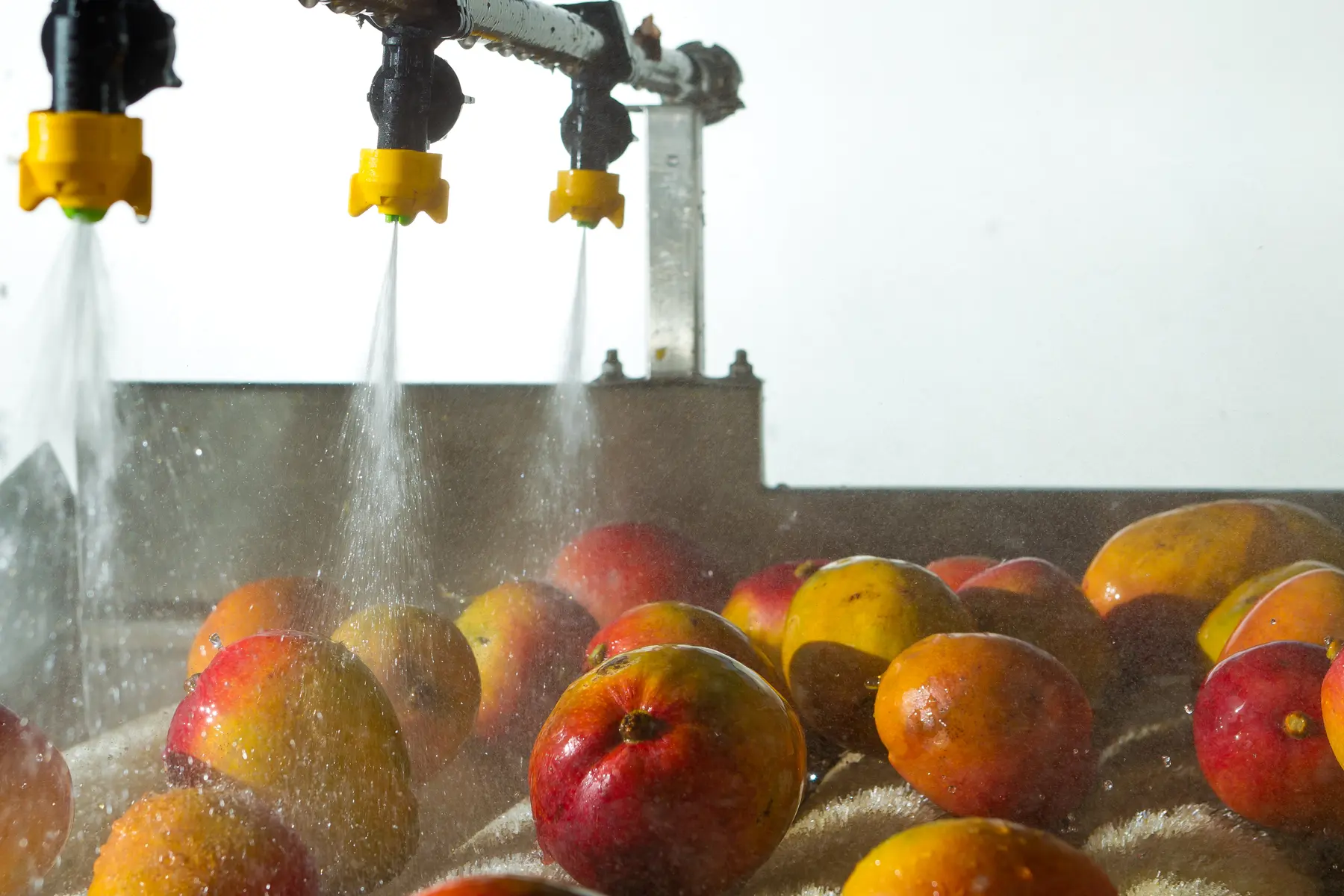 Mangas sendo lavadas por jatos d’água em linha de produção industrial