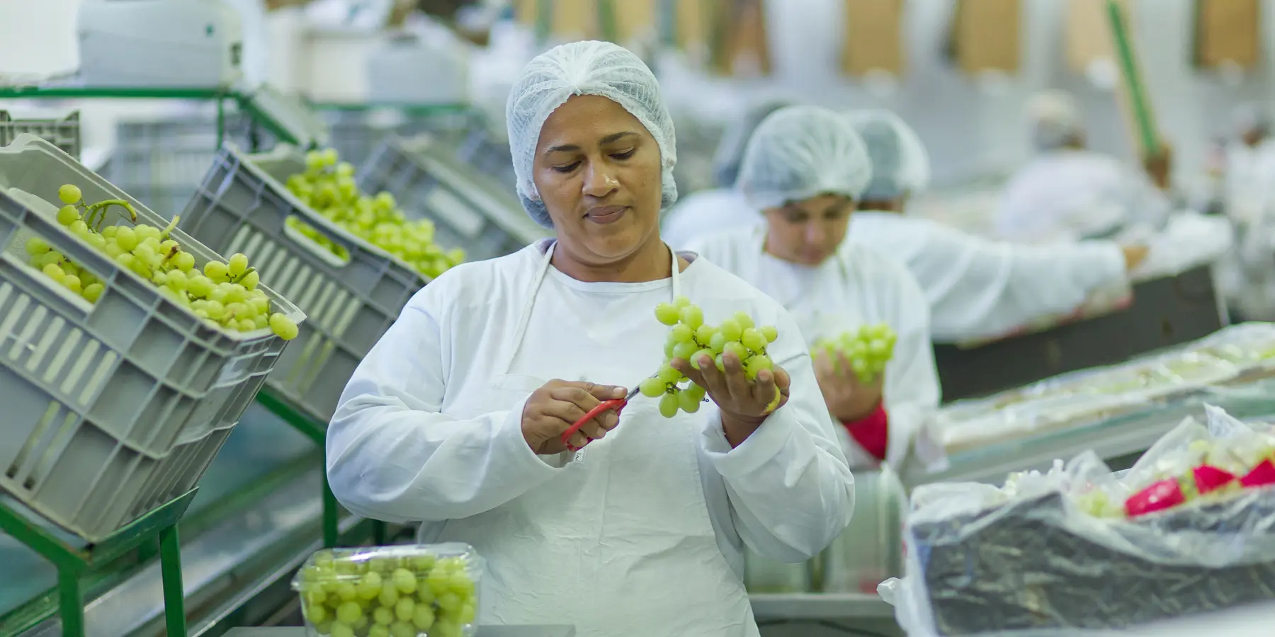 Trabalhador cortando uvas verdes com ferramenta em linha de triagem industrial