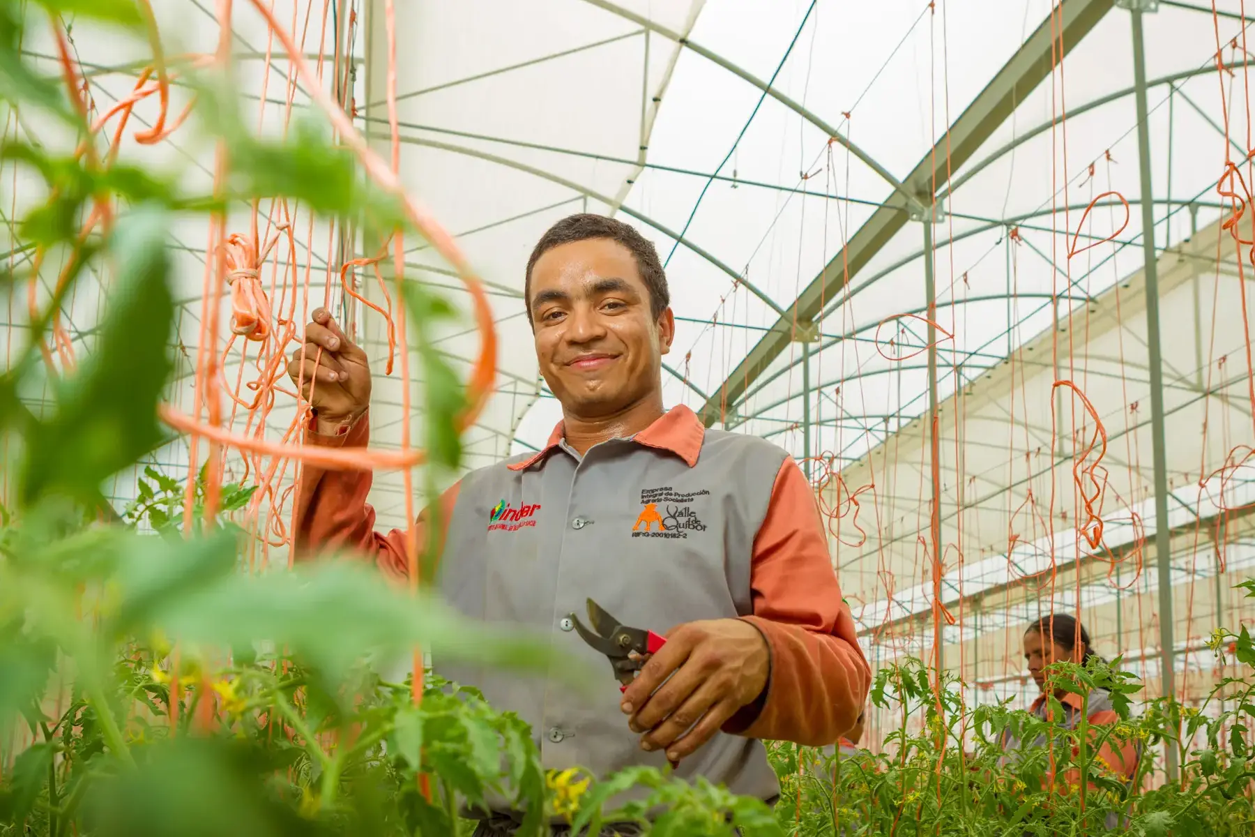 Pessoa podando tomate em estufa com fios suspensos e uniforme de projeto agrícola venezuelano