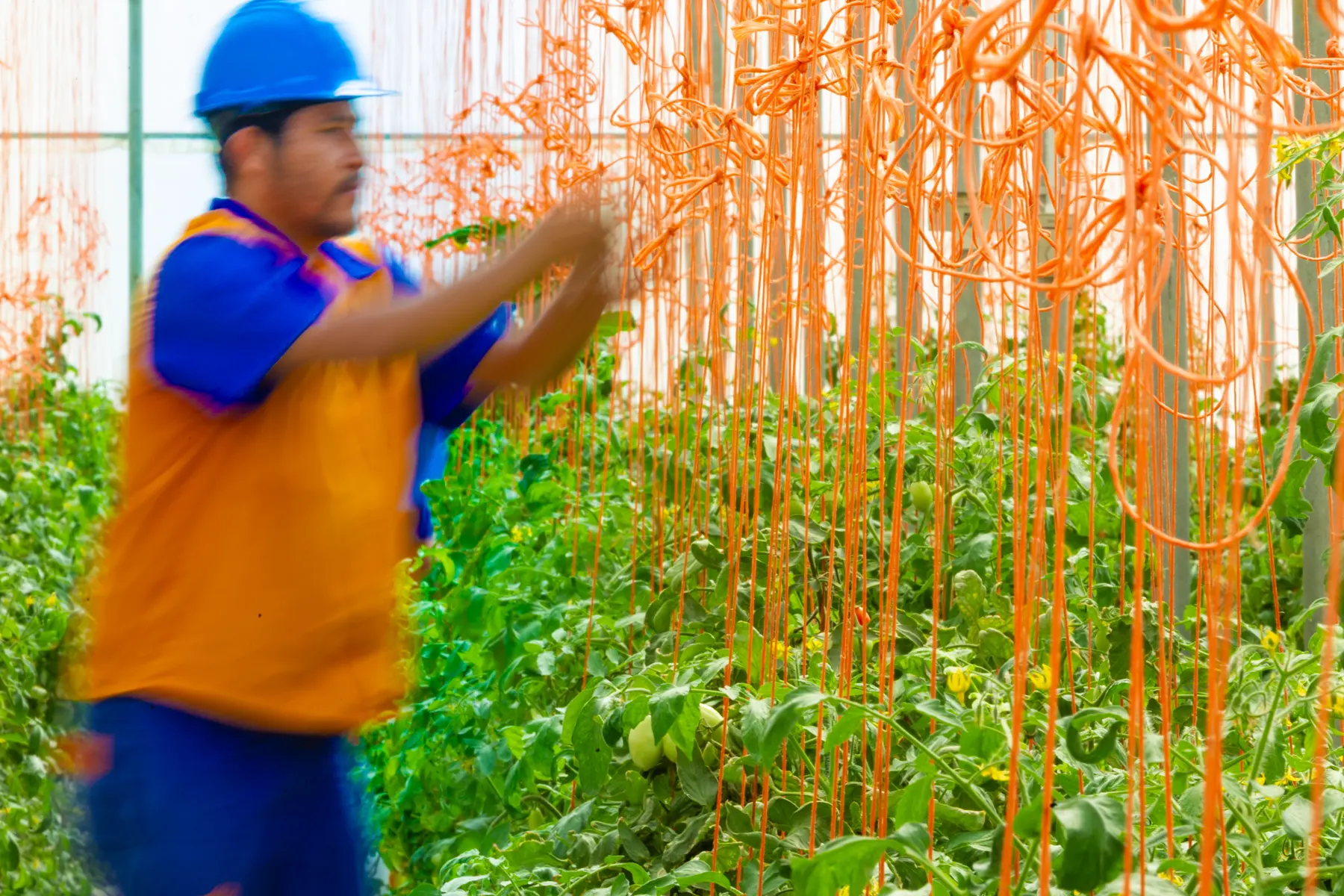 Pessoa ajustando fios em estufa com tomates verdes em cultivo vertical.