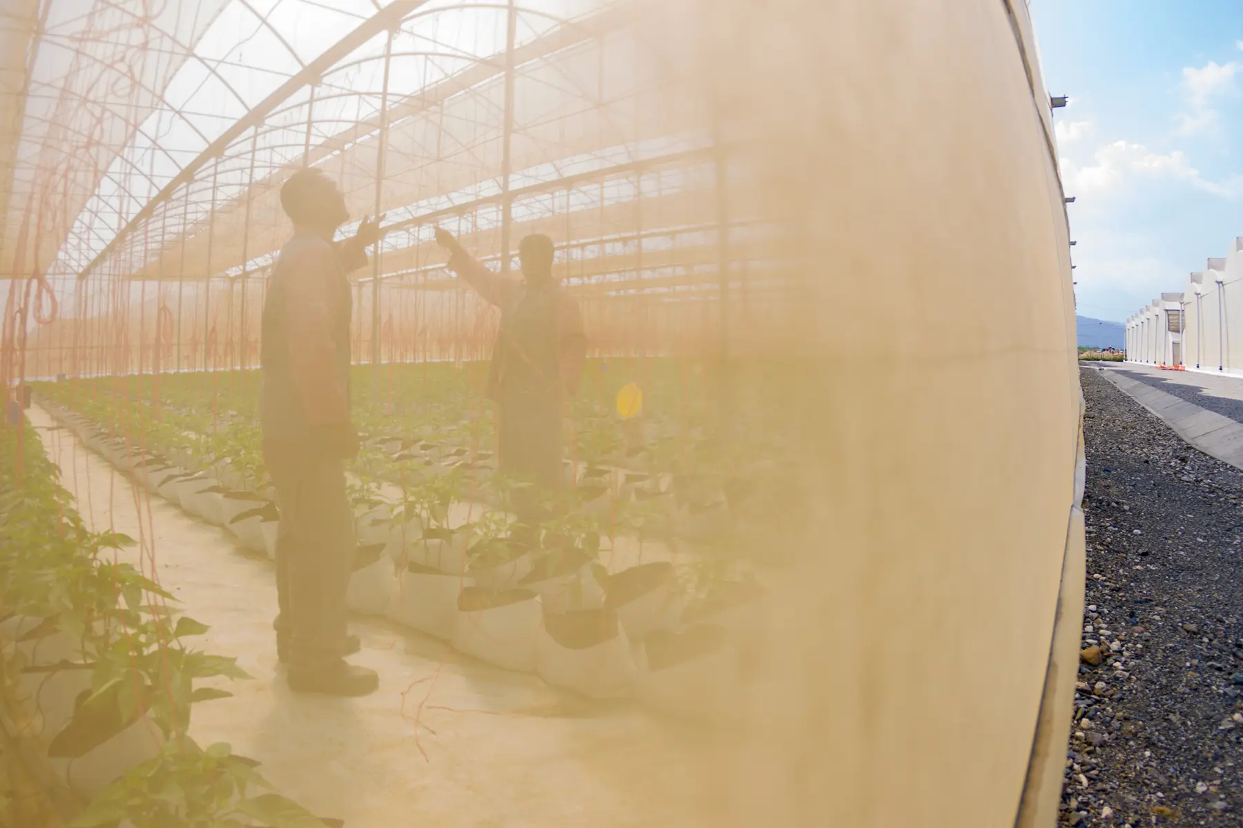 Pessoas inspecionando plantas em estufa com sacos de cultivo e fios suspensos vistos através da parede translúcida