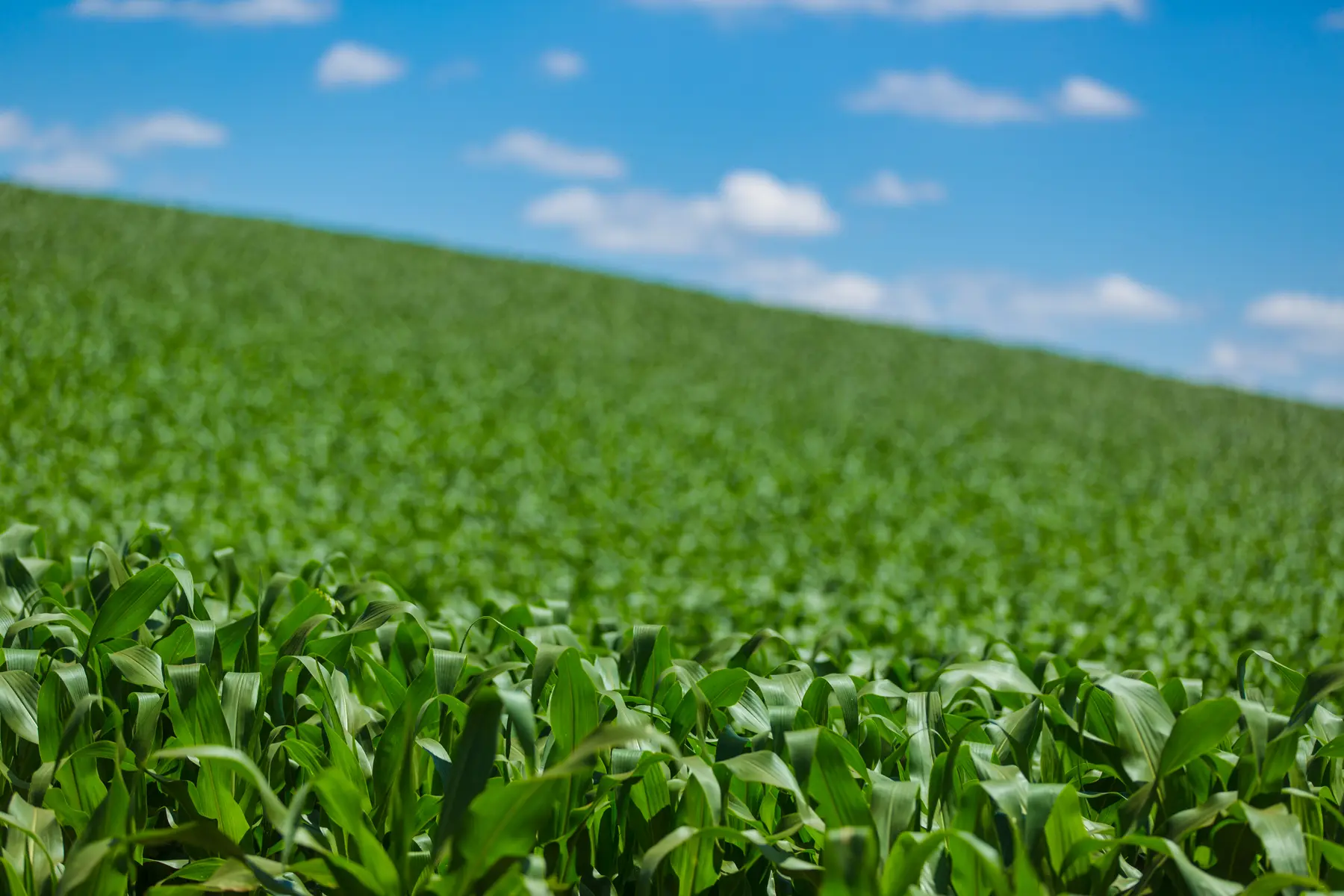 Plantação de milho verde em estágio inicial sob céu azul com nuvens dispersas