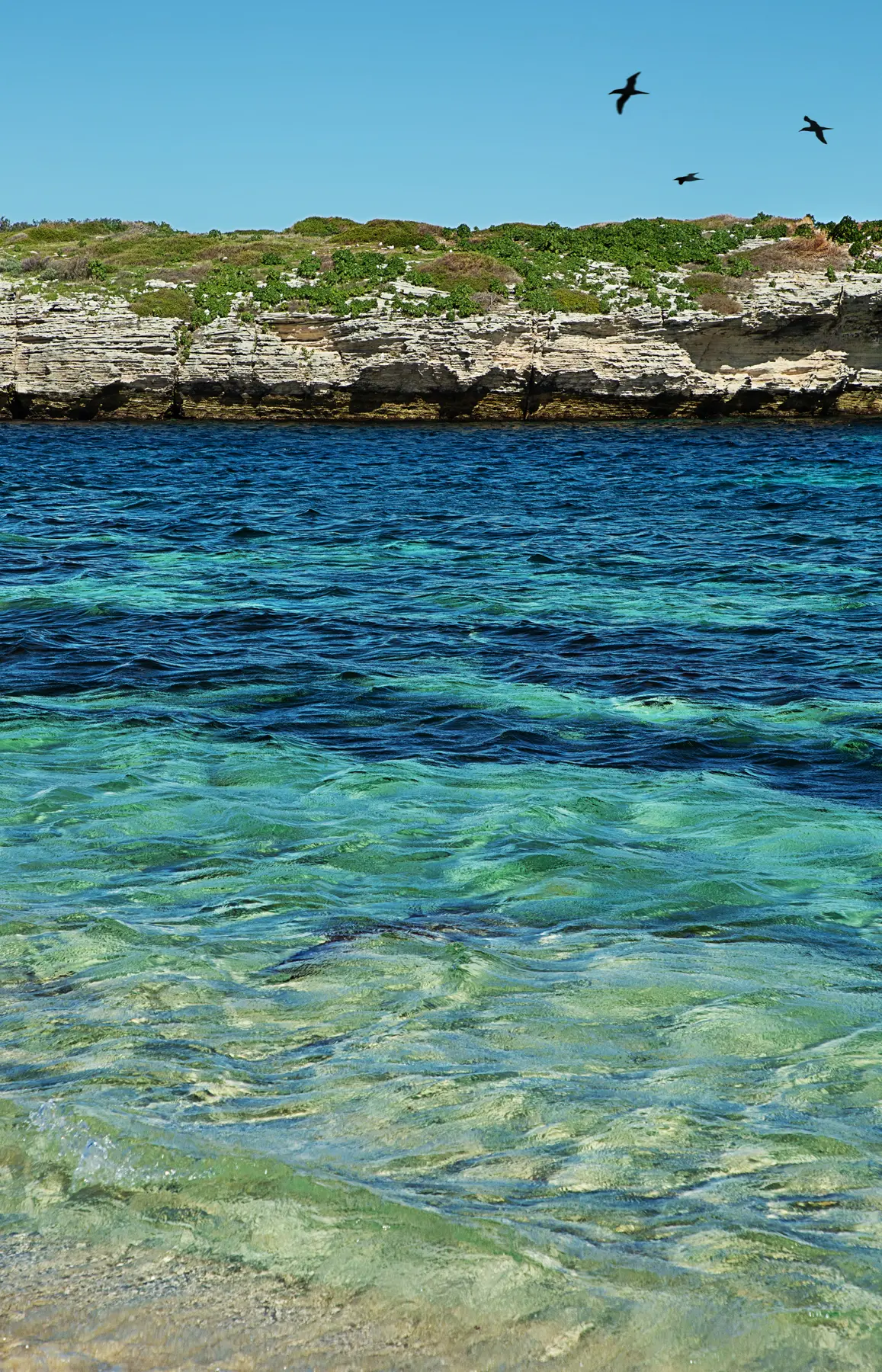 Falésias rochosas à beira-mar com águas cristalinas em tons de azul e verde e aves marinhas sobrevoando