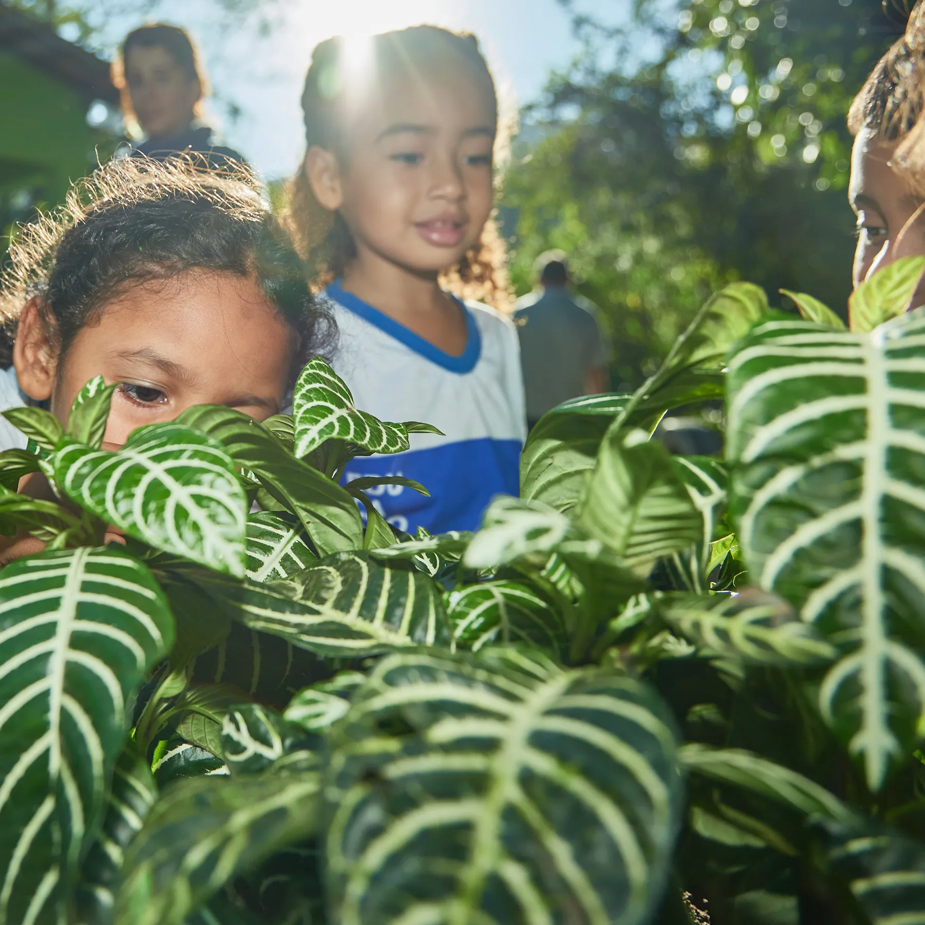 Crianças observando plantas em atividade de educação ambiental ao ar livre.