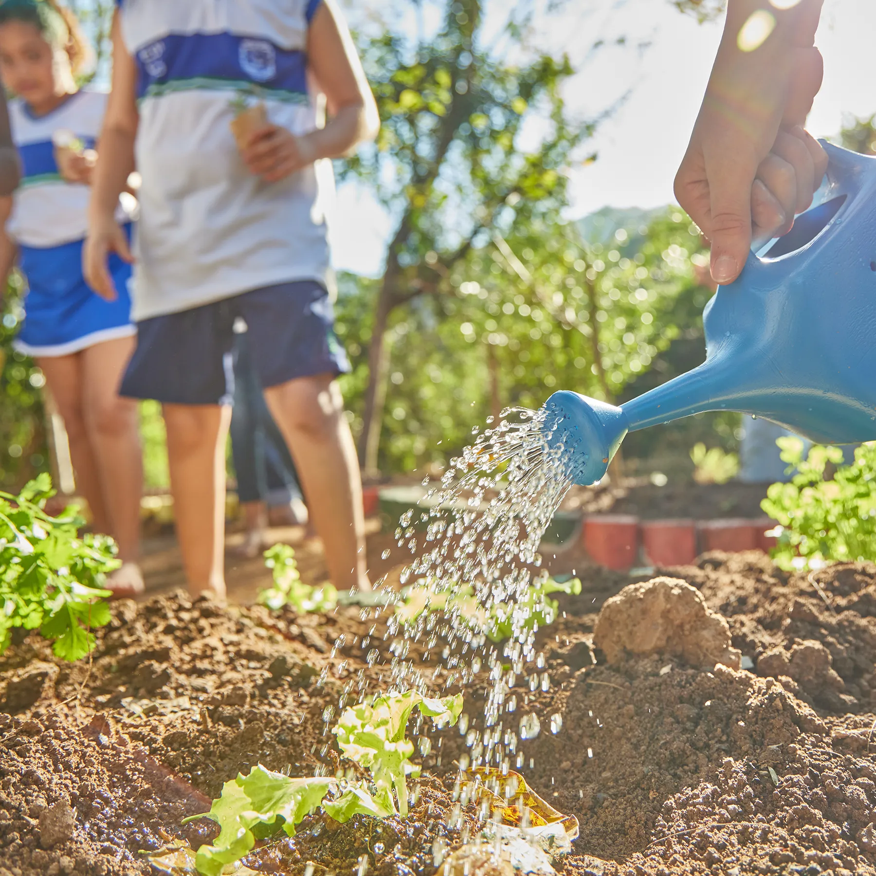 Crianças observando plantas em atividade de educação ambiental ao ar livre.